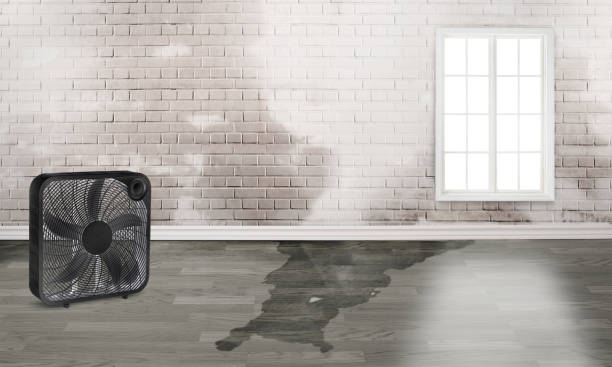 Best Water damage restoration near me  in Moxee, WA