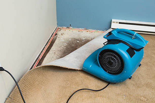 Best Professional water damage repair  in Moxee, WA